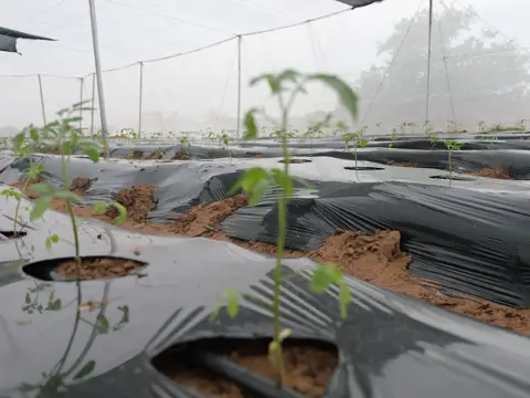Jeune plant repiqué dans le paillage