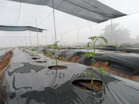 Trous de plantation régulièrement espacés
