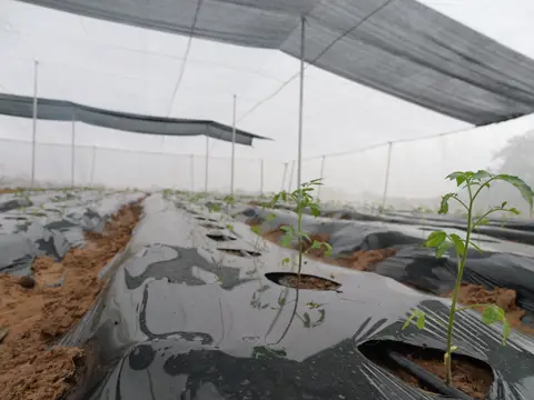 Développement des plants sur billon paillé