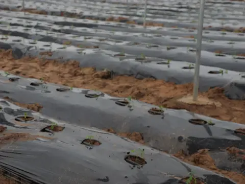 Paillage plastique posé sur toute la parcelle