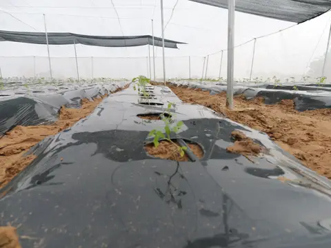 Détail d’un billon paillé avec son plant