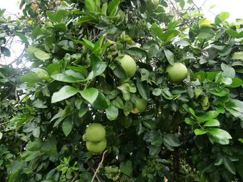 Agrumes en formation sur l’arbre