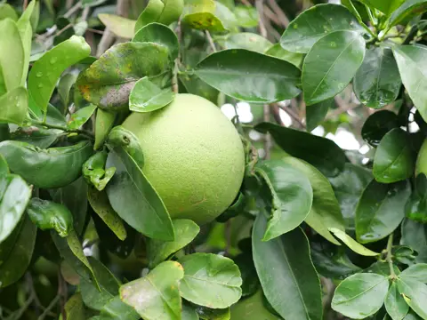 Un fruit avant récolte