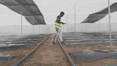 Un ouvrier remonte les rangs, conduite d’irrigation au sol
