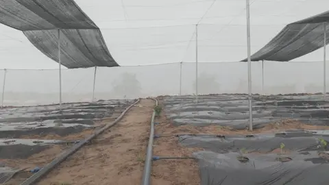 Les rangs paillés sous les filets d’ombrage