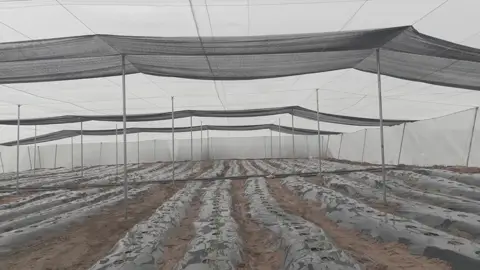 Alignement des billons sur toute la longueur de la serre