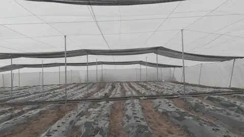 Trame de plantation vue de l’intérieur