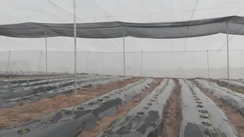 Plan d’ensemble de la surface plantée