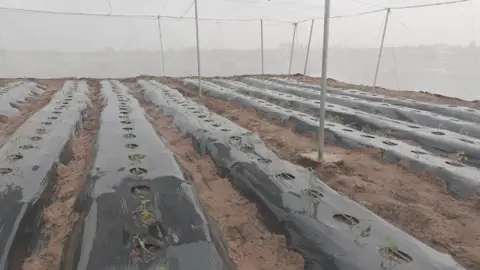 Les premiers plants sortent du paillage