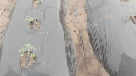 Gros plan sur un jeune plant et son trou de plantation