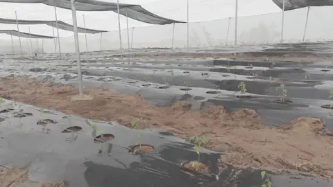 Reprise des plants, rang après rang