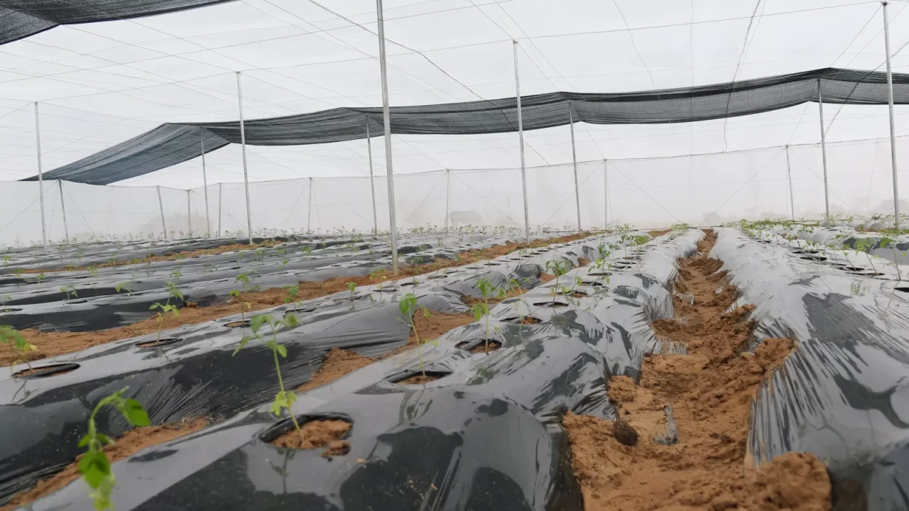 Canarian greenhouse