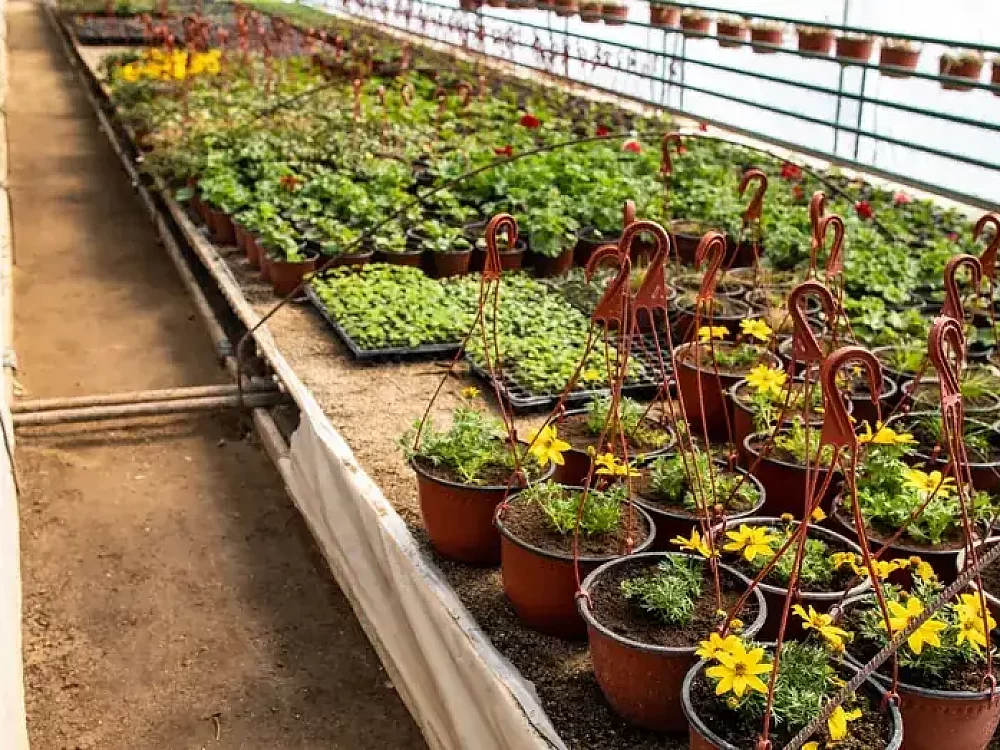 Nursery greenhouse