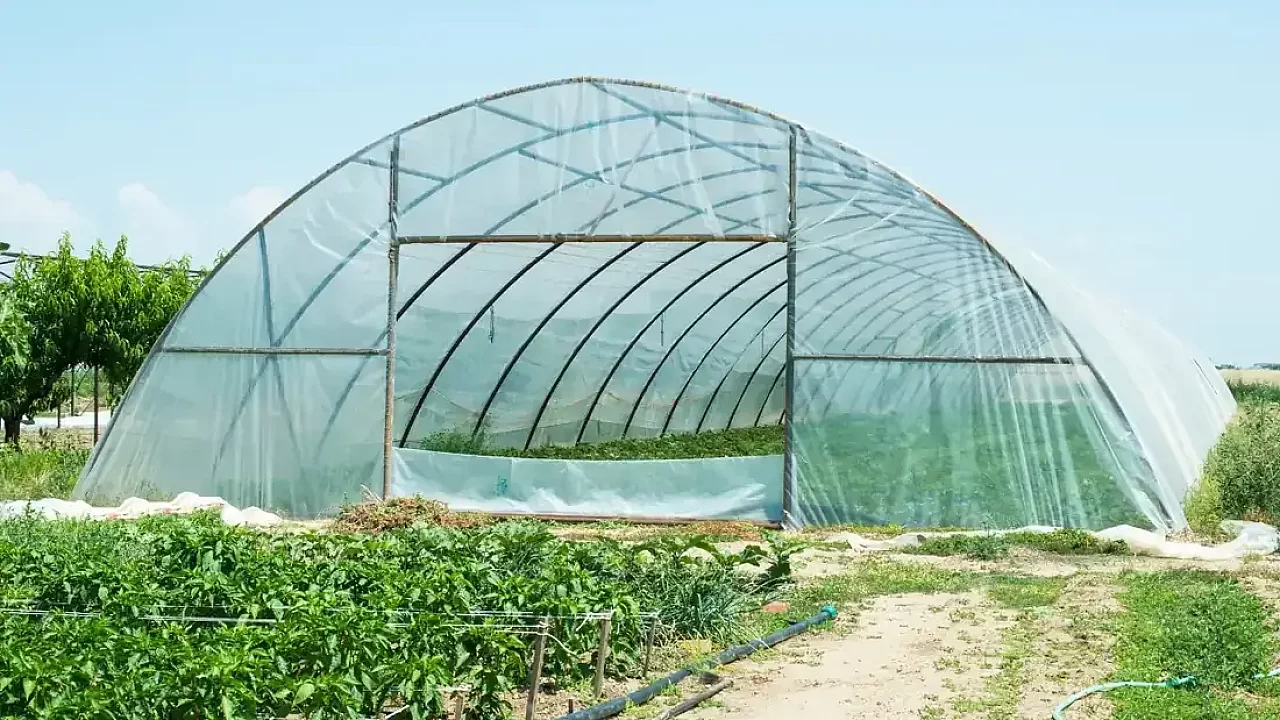 Tunnel greenhouse