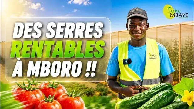 MBORO : des serres ultra rentables ! (Cet ouvrier burkinabé de Sunumbaye raconte son expérience)